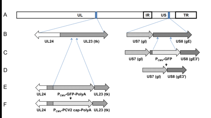 Figure 1: Construction of recombinant gE-tk- /PCV2cap+ PRV. A. The 150 kb genomic DNA of PRV was divided into unique long (UL), internal inverted repeat (IR), unique short (US), and terminal inverted repeat (TR) regions. B. Genes for gE and tk are at US8 and UL23 regions, respectively. C. Recombinant gE- /GFP+ PRV was constructed previously by replacing a defined 5'-region of the gE gene with the GFP gene driven by promoter Pcmv. D. GFP was deleted by recombination with the transfer plasmid pUC/gIgE3' to generate recombinant virus gE- PRV. E. UL24 and UL23 (tk) genes were cloned into pUC19 (pUC19/UL2423) and the tk gene was truncated with the GFP gene to generate transfer plasmid pUC19/UL24/GFP/ΔUL23. Recombinant gE-tk-/GFP+ PRV was constructed by recombination of gE- PRV with transfer plasmid pUC19/UL24/GFP/ΔUL23. F. GFP gene was replaced with PCV2 Cap gene by recombination with transfer plasmid pUC19/UL24/PCV2cap/ΔUL23 to generate recombinant gE-tk-/PCV2cap+ PRV.