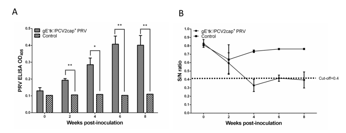 Figure 4: Time course for antibody development in guinea pigs. Guinea pigs were inoculated with 1.4 × 107 pfu gE-tk-/PCV2cap+ PRV in the immunized group; controls received PBS. A. Specific antibody to PRV was determined by indirect ELISA. B. Specific antibody to PCV2 was detected by the PCV2 Ab Mono Blocking ELISA kit.