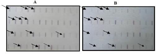 Figure 2: Reverse northern blots showing differential screening of partly subtracted library clones in allelopathic rice Giza 179 exposed to SA treatment and barnyardgrass competition. Forward (A) and reverse (B) hybridizations using a tester cDNA probe of Giza 179 under 0.2 SA (A) or control (B) treatments. Arrows indicate positive clones.