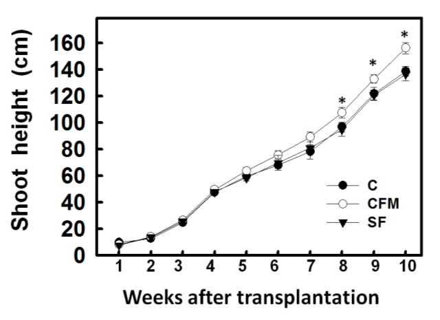 Figure 1: Effects of different fertilizer applications on the shoot height of maize. Maize seedlings were grown in a greenhouse for 2 weeks, then transplanted to the experimental area, which included compost (C), compost added far-infrared material (CFM), and synthetic fertilizer (SF). The vertical line on each bar indicates the standard error for three replicates. Bars show means ± SE.*, which represent values that are significant at P0.05.