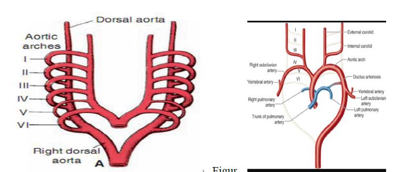 Figure 5: Embryology of Arch of Aorta.