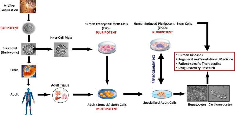 Figure 1: A summary of the potential uses and applications of stem cell technology in diagnostic research. Photo credit: Hansel, et al. [2].