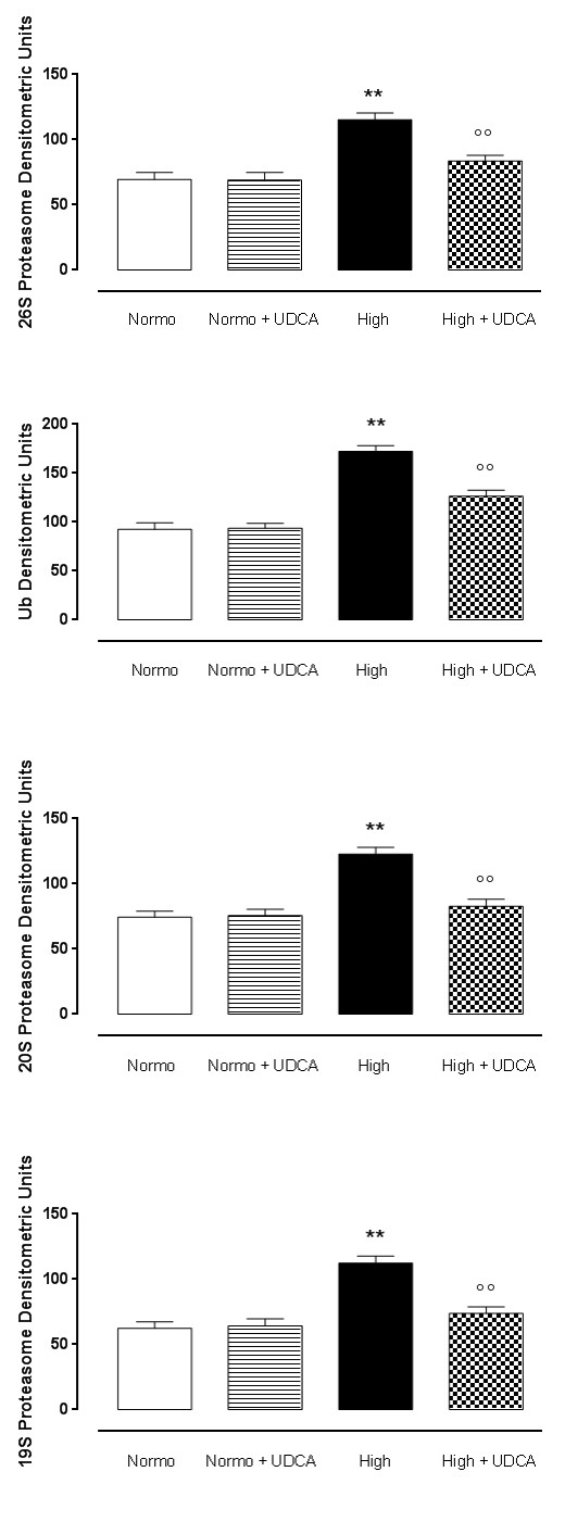 Figure 2: Effects of UDCA pretreatment (150 mg/kg) one-NOS.