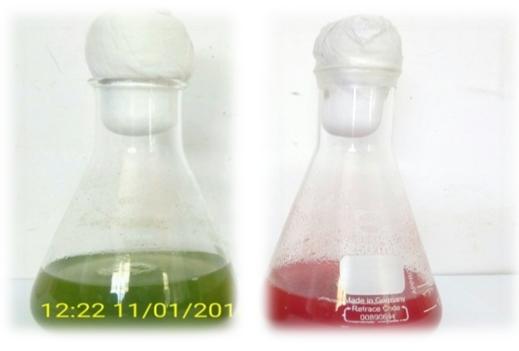 Figure 1: Green and red stage of H. pluvialis.