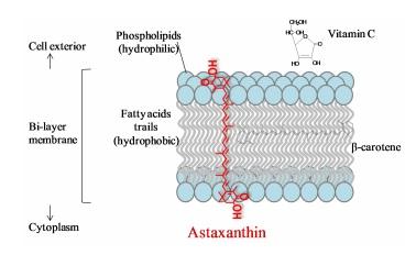 Figure 4: Impact of astaxanthin from H. pluvialis on cell membrane.