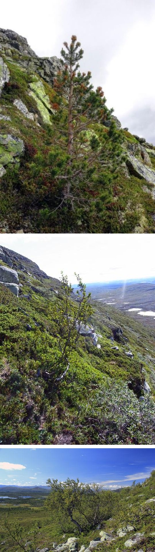 Figure 4: Treeline site with unchanged treeline during the past 100 years, according to old records (Smith 1920 [66]; Kullman 1979 [3]) and dendroecological analyses of extant treeline trees. Characteristically, non-responsive sites display a level and simple local topography, offering little wind shelter and consequently a sparse snow cover. Mt. Rödfjället (Härjedalen), 925 m a.s.l. Photo: 2006-08-27.