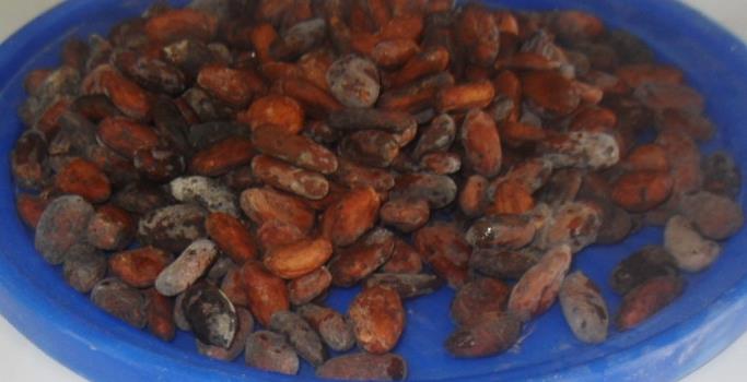 Figure 2: Wet beans from wet cocoa bag before reconditioning.