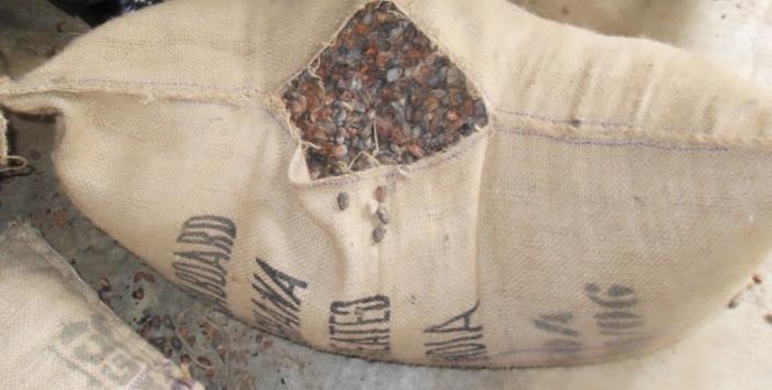 Figure 4: NTD beans from not thoroughly dry cocoa bag before reconditioning.