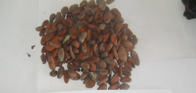 Figure 6: Sun drying of cocoa beans during reconditioning, (a) Wet (b) NTD and (c) Damp beans.
