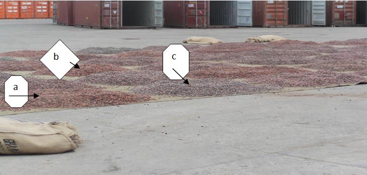 Figure 9: Reconditioned cocoa beans re-bagged in new jute sacks.
