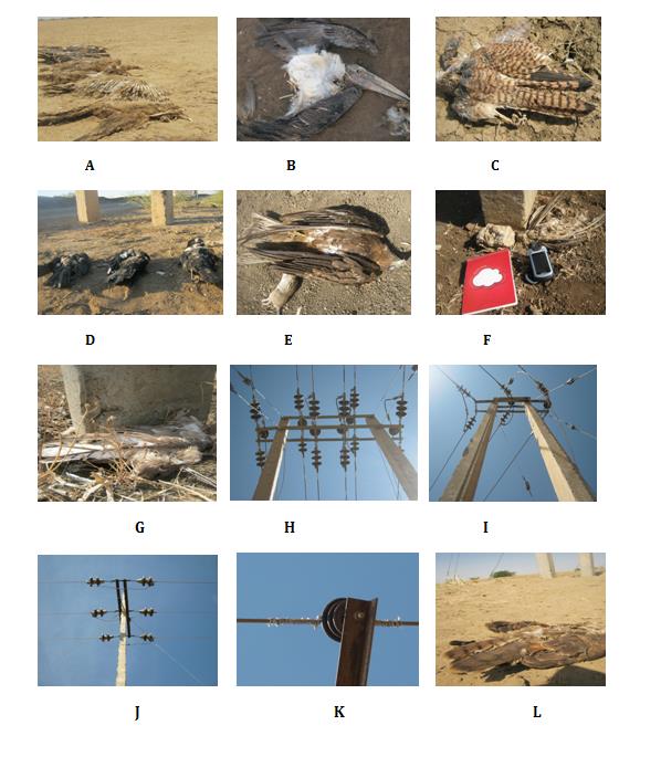 Figure 4: Distribution of birds of prey.