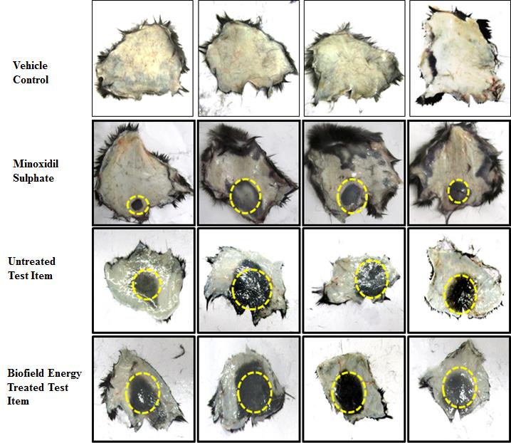 Figure 2: There was no visual melanogenesis was recorded in the peeled skin of animals treated with vehicle. However, in the positive control group (minoxidil sulphate) showed 100% melanogenesis in the peeled skin of four animals out of four animals.