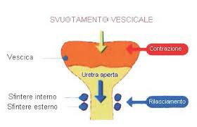 Figure 2: Bladder muscle, bladder neck muscle bladder functions.