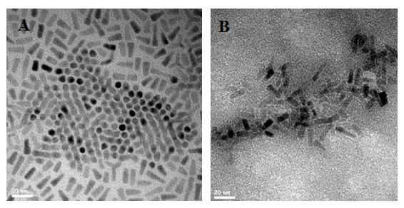 Figure 3: Relative increase in Fe (o-phenanthroline)32+ absorbance when photocatalysts worked at (A) pH 7 and (B) pH 10.