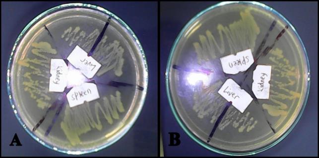 Figure 3: Recovered bacteria from the spleen, liver and kidney of the necropsied tilapia three weeks after the bacterial injection. (A) A1B7, _A. sobria_ and _P. rettgeri_; (B) A3B8, _A. hydrophila, A. sobria_ and _P. rettgeri_.