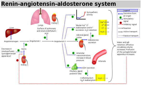Figure 1: Renin- angiotensin- aldosterone system (RAAS).