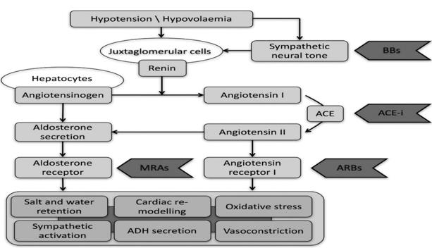 Figure 2: Graphical overview of the renin-angiotensin-aldosterone system and its manifestations in heart remodeling. ADH, antidiuretic hormone; ACE-I, angiotensin-converting enzyme inhibitor;