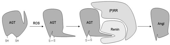 Figure 3: Redox modulation of AGT cleavage and formation of a disulfide bridge. Ang I- angiotensin I; AGT- angiotensinogen; (P)RR-(pro)renin receptor. This ongoing ROS production usually counteracted, and an equilibrium oxidative state maintained by SODs and the reduction of H2O2 to H2O by catalase and peroxidases, as well as the actions of nonenzymatic antioxidants and radical scavengers. Many cellular proteins change in conformation and activity due to reduction and oxidation of their thiol groups, and ROS have been shown to play a vital role in many important physiological processes, including host defence and inflammation, cellular signalling, gene expression and regulation of cell growth and death, and oxygen sensing [24].