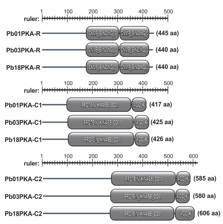 Figure 2: Domain structures of the Paracoccidioides PKA subunits.