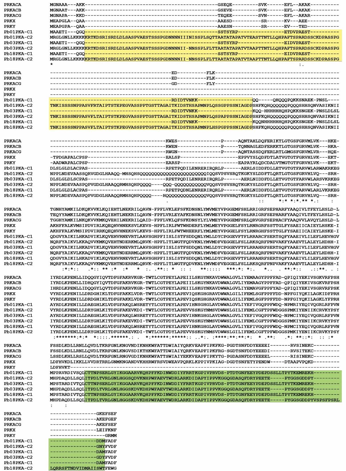 Figure 3: Phylogram representing the similarity distance between human and _Paracoccidioides_ PKA subunits.