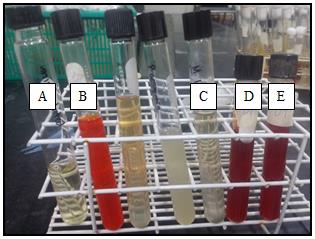 Figure 17: Lysine decarboxylase test. (A) Uninoculated tube; (B) P. vulgaris, negative result; (C) E. coli, positive result as indicated by appearance of purple color; (D) P. aeruginosa, positive result; (E) Isolate D1, positive result; (F) Isolate D9, positive result; (G) Isolate D11, positive result; (H) Isolate D14, positive result.