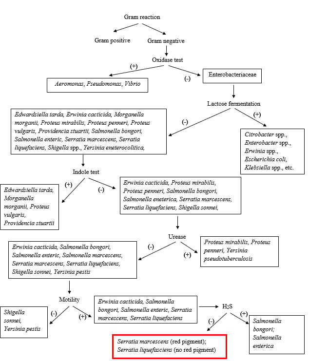 Figure 3: Identification flow chart for isolates D1, D11 and D14.