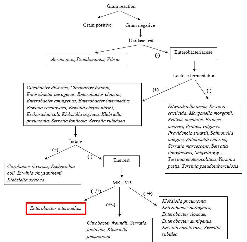 Figure 4: Identification flow chart for isolate D9.