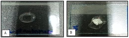 Figure 7: Catalase test. (A) Lactobacillus plantarum, negative result; (B) Isolate A5, positive result with noticeable formation of bubbles.