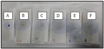 Figure 8: Oxidase test. (A) Pseudomonas aeruginosa, positive result as indicated by blue color; (B) Escherichia coli, negative result; (C-F), Isolates D1, D9, D11 and D14, negative results.