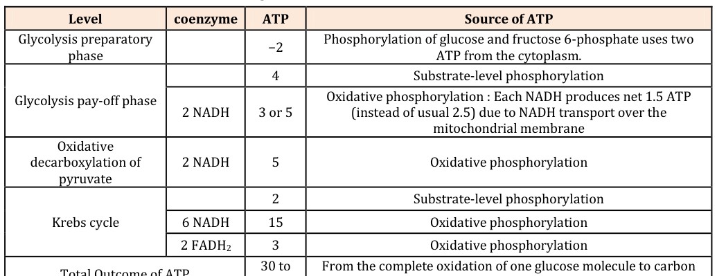 Figure 5: Aerobic versus anaerobic respiration. Fermentation is less efficient at using the energy from glucose. This means only two ATP molecules are produced per glucose, compared to the 38 ATP per glucose nominally produced by aerobic respiration. This is because the waste products of fermentation still contain chemical potential energy that can be released by oxidation. For prokaryotes to continue a rapid growth rate when they are shifted from an aerobic environment to an anaerobic environment, they must increase the rate of the glycolytic reactions.