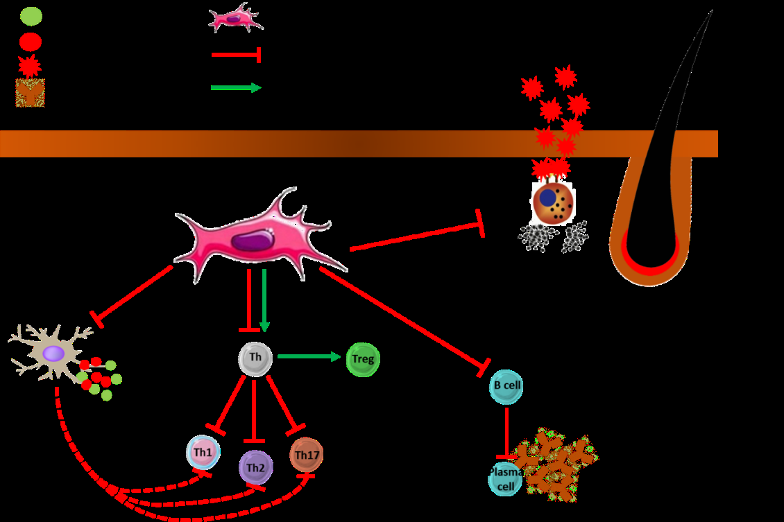 Figure 3: MSCs mode of action in dermatological conditions.