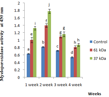 Figure 7: Effect of 61 kDa and 37 kDa _E. tarda_ proteins as immunogen on specific antibody production against _E.tarda_ (ELISA reading at OD 450nm) in rohu serum. The 61 kDa protein as immunogen was increased NBT activity at 2nd week and the lysozyme activity at 2nd and 4th week of immunization significantly (p ≤ 0.05). The 37 kDa OMP was significantly increased phagocytic index (PI) at 2nd, 3rd and 4th weeks of immunization and phagocytic capacity (PC) at 2nd week. Myeloperoxidase activity (MPO) was significantly high in 37 kDa protein in 1st and 2nd weeks of immunization. The specific antibody production (mean ELISA reading) was significantly high (p ≤ 0.05) in 61 kDa protein over 37 kDa at 2nd week of immunization. But there was not any significant difference at subsequent weeks of experiment.