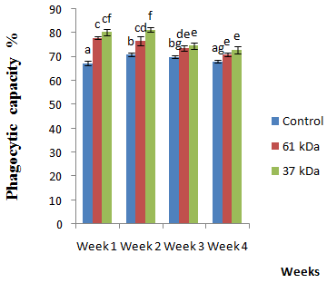 Figure 8: Effect of 61kDa and 37 kDa _E. tarda_ proteins as immunogen on mean cumulative mortality in rohu after challenge with _E. tarda._
