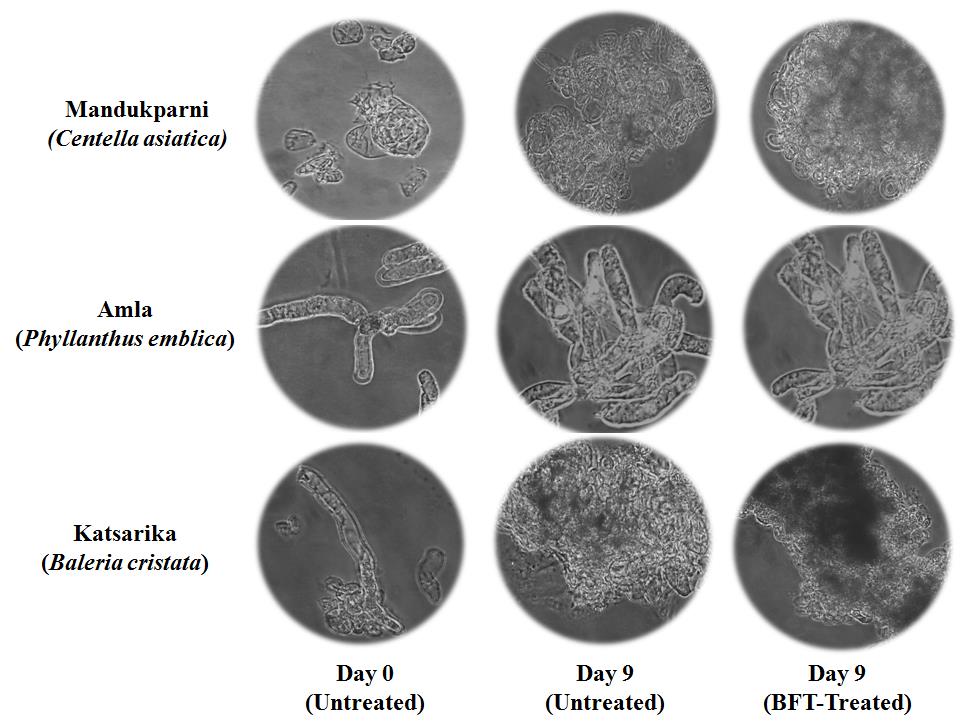 Figure 1: Representative pictures of studied plant callus on day 0 and 9 in control and Biofield Energy Treated groups.
