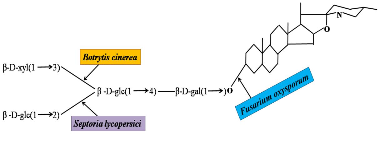 Figure 1: Diagram showing the structure of α-tomatine and the cleavage locations for tomatinases from plant pathogenic fungi of tomato. The wilt fungus (Fusarium oxysporum), the septoria leaf spot fungus (Septoria lycopersici), and the gray mold fungus (Botrytis cinerea).