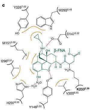 Figure 1: Opiate Receptor and Morfininan Antagonist.
