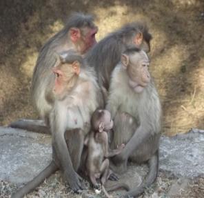 Figure 1: Macaca radiata.