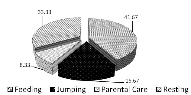 Figure 13: Different types of activity pattern of Common Langur.
