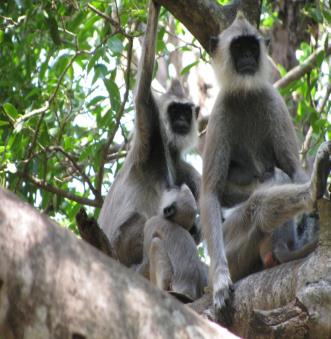 Figure 2: Semnopithecus entellus.