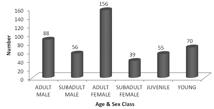 Figure 4: The sex ratio of adult male and adult female is around 1:2.