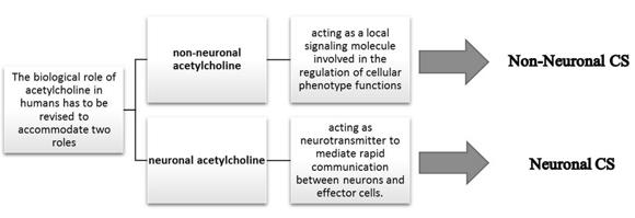 Figure 3: Non-neuronal and Neuronal divisions of cholinergic system [17].