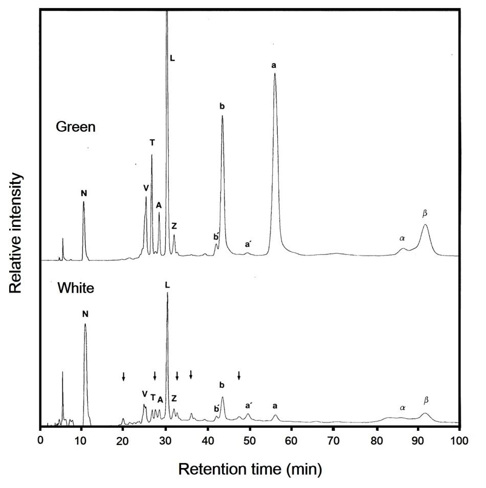 Figure 2: HPLC elution profiles of pigments from the green and white sectors of variegated leaf of milky stripe fig. Relative intensity refers to the absorbance at 445 nm. Arrows show five unidentified peaks from the white part. The peaks were identified as follows: N, neoxanthin; V, violaxanthin; T, taraxanthin; A, antheraxanthin; L, lutein; Z, zeaxanthin; b', pheophytin b, b, chlorophyll b; a', pheophytin a; a, chlorophyll a; α, α-carotene; β, β-carotene.