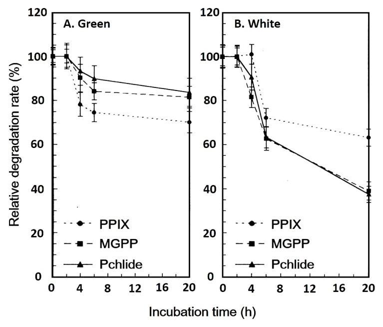Figure 3: Relative degradation rates of the three porphyrins of chlorophyll biosynthesis in the green (A) and white sectors (B) of variegated leaf of milky stripe fig. PPIX, protoporphyrin IX; MGPP, magnesium protoporphyrin IX; Pchlide, protochlorophyllide.