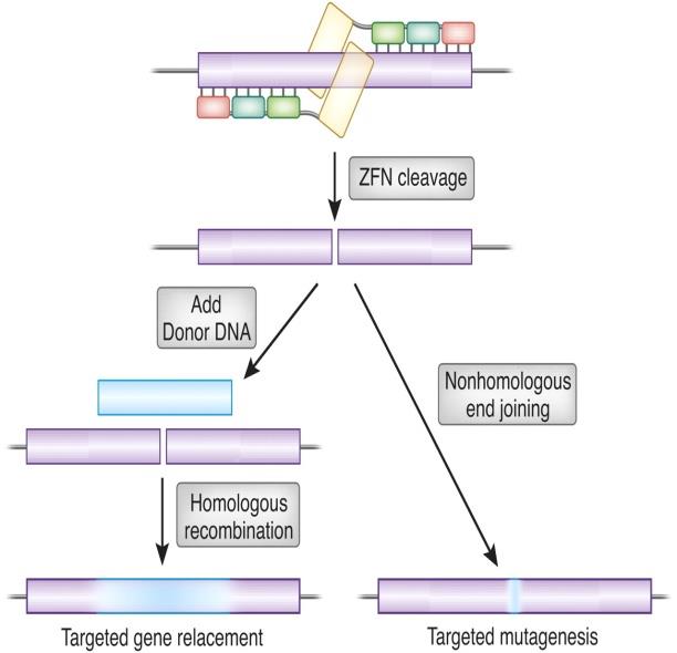 Figure 1: A pair of ZFNs with three zinc finger bind to a target DNA.
