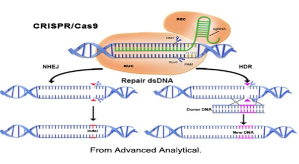 Figure 3: Schematic of double strand break repair.