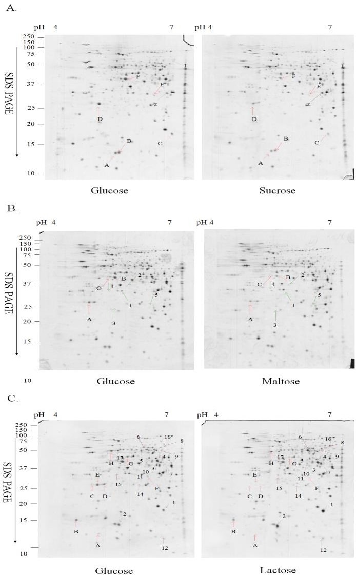 Figure 2: On average each gel resolved up to 850 protein spots. To prevent the variation of silver staining, six replica gels were collected from three batches. The differentially expressed protein spots were scored which is higher than 1.5-fold in magnitude as observed in all six replica gels. Eight, eight and twenty- five differentially expressed proteins were observed respectively in the mycelia derived from the sucrose, maltose and lactose media. Among these differentially expressed protein spots, two, five and seventeen protein spots were repressed respectively in the mycelia grown in the sucrose, maltose and lactose media while six, three and eight protein spots were induced respectively. The total normalized volume (ppm), _p_I, molecular weight and the statistical result of each protein spot were presented in Tables 2-4.