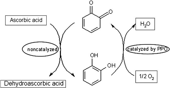 Figure 4: Comparison of bactericidal effect on the lettuce treated with acidic electrolyzed water (AcEW), ozonated water (Ozone), NaOCl and tap water (Water) for 10 min, and washed with alkaline electrolyzed water (AlEW) for 1 min and then treated with acidic electrolyzed water (AcEW) for 1 min [12].
