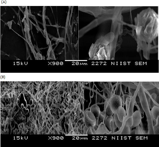 Figure 1: Scanning electron microscopy images of the main morphological changes of hyphae and sporangia in Rhizopus stolonifer grown in potato dextrose broth medium amended with 20 g L-1 Laminaria digitata raw extract (A) or sterile 0.1 M K-phosphate buffer (B) after three days of incubation at 18 ± 1 °C.