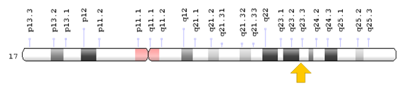 Figure 4: Schematic view of chromosome number 17, where the ACE gene is located in the long arm of this chromosome as 17q23.3.