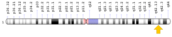 Figure 5: Schematic view of chromosome 1, in which the AGT gene is located in the long arm of this chromosome 1q42.2.